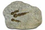 Dinosaur (Grallator) Track - Negative Impression #366839-1